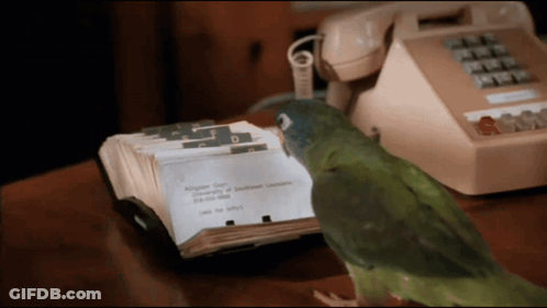 A Green Parrot Sits On A Table Next To A Phone And A Stack Of Business Cards GIF
