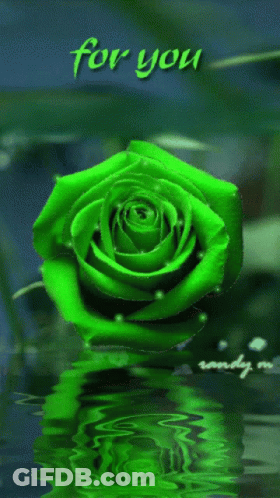 A Green Rose Is Reflected In The Water And Says For You GIF