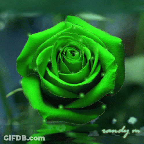A Green Rose With The Word Randy On The Bottom GIF