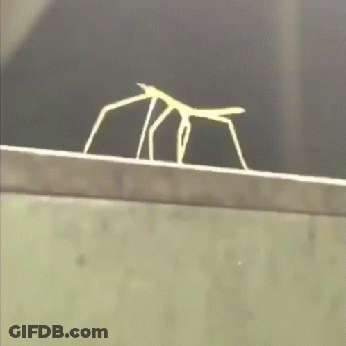 A Green Spider With Long Legs Is Crawling On A Ledge GIF