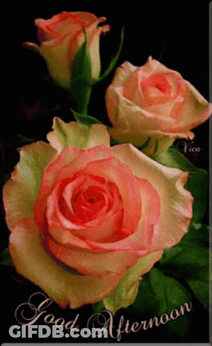 A Greeting Card That Says Good Afternoon With Roses GIF