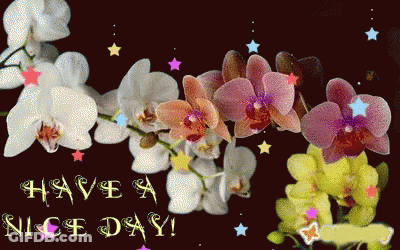 A Greeting Card That Says Have A Nice Day With Flowers And Stars GIF