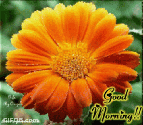 A Greeting Card With A Flower And The Words Good Morning GIF