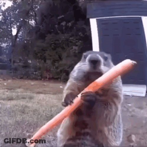 A Ground Squirrel Holding A Large Orange Stick In Its Mouth GIF