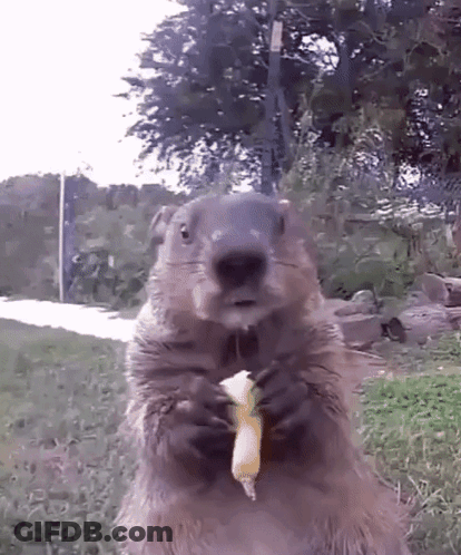A Ground Squirrel Is Holding A Banana In Its Paws . GIF