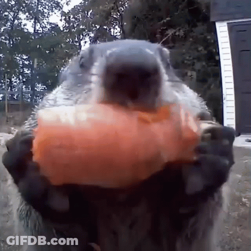 A Ground Squirrel Is Holding A Large Piece Of Carrot In Its Mouth . GIF
