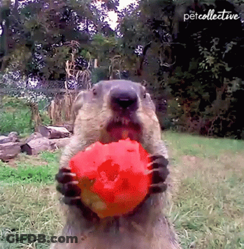 A Ground Squirrel Is Holding A Red Ball In Its Paws And The Words Petcollective Are On The Bottom GIF