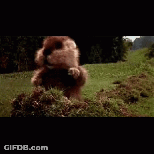 A Ground Squirrel Is Standing On Its Hind Legs In A Grassy Field GIF