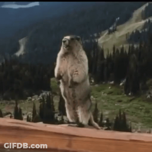 Ground Squirrel Standing With Bryan Text GIF