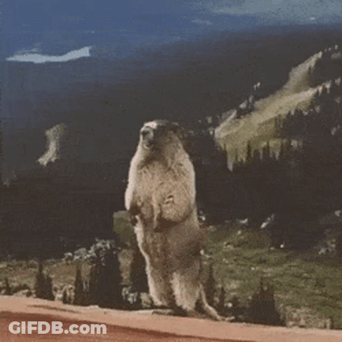 A Ground Squirrel Standing On Its Hind Legs In Front Of A Mountain GIF