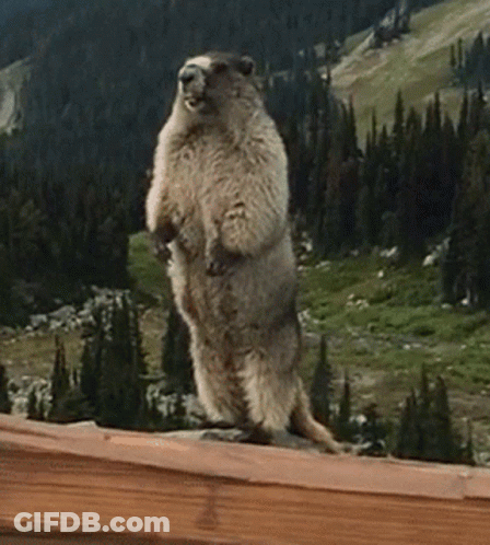 A Ground Squirrel Standing On Its Hind Legs On A Wooden Fence GIF