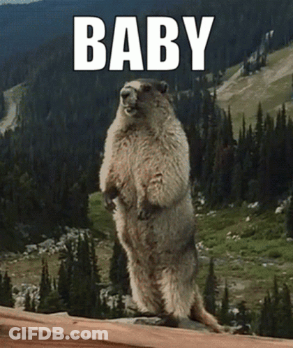 A Ground Squirrel Standing On Its Hind Legs With The Word Baby Behind It GIF
