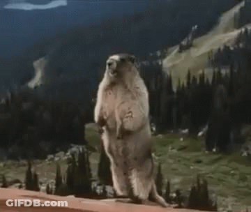 A Ground Squirrel Standing On Its Hind Legs With The Word Crystal Written On The Bottom GIF
