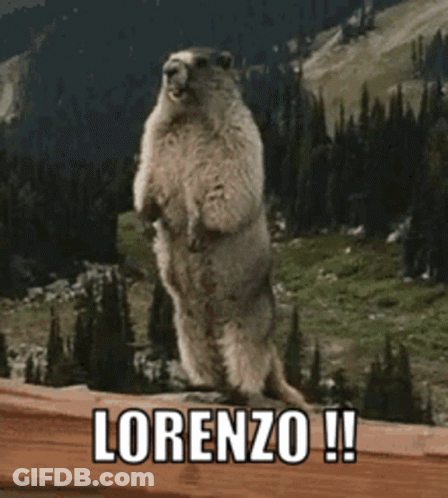 A Ground Squirrel Standing On Its Hind Legs With The Word Lorenzo Written On The Bottom GIF