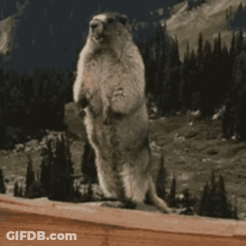 A Ground Squirrel Standing On Its Hind Legs With The Words Zaaaaaaaak Written On The Bottom GIF