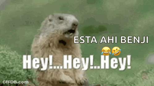 Ground Squirrel Says Hey Hey Hey GIF