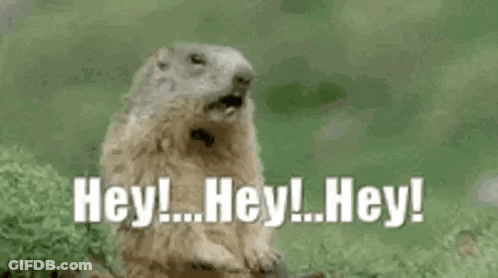 A Groundhog Is Saying `` Hey ! Hey ! Hey ! '' While Standing In The Grass . GIF