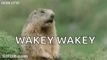 A Groundhog Is Sitting On A Rock With Its Mouth Open And Says Hey ! Wakey Wakey . GIF