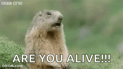 A Groundhog Is Standing In The Grass With Its Mouth Open And Saying `` Hey ! Are You Alive !! '' GIF
