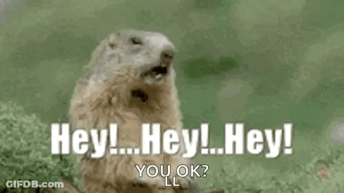 A Groundhog Is Standing In The Grass With Its Mouth Open And Saying `` Hey ! Hey ! Hey ! You Ok ? '' GIF
