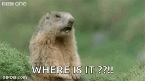 A Groundhog Is Standing In The Grass With Its Mouth Open And Saying Hey ! Where Is It ? GIF