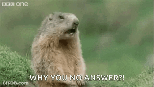 A Groundhog Is Standing In The Grass With Its Mouth Open And Saying Hey ! Why You No Answer ? GIF