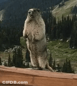 A Groundhog Is Standing On Its Hind Legs On Top Of A Wooden Railing In The Woods . GIF