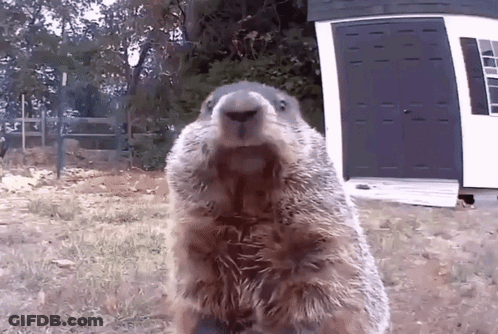 A Groundhog Standing On Its Hind Legs In Front Of A White Shed GIF