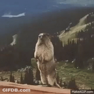 A Groundhog Standing On Its Hind Legs On Top Of A Mountain . GIF