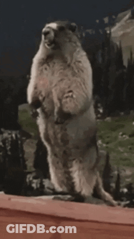 A Groundhog Standing On Its Hind Legs With The Word Jessica Written On The Bottom GIF
