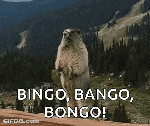 A Groundhog Standing On Its Hind Legs With The Words Bingo Bango Bongo Written Below It GIF