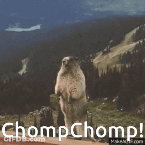 A Groundhog Standing On Its Hind Legs With The Words " Chompchomp " Written Below It GIF