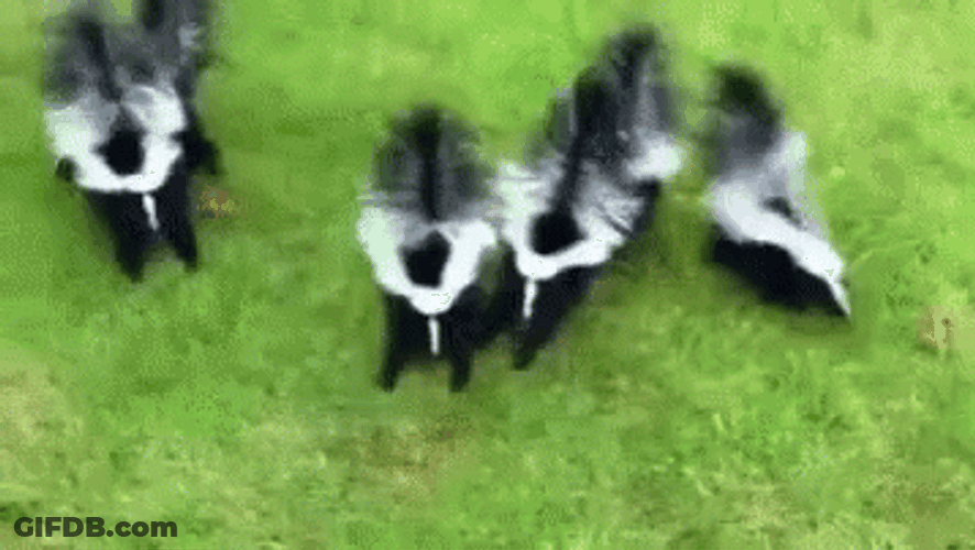 A Group Of Aggressive Skunk GIF