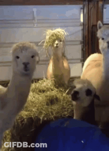 A Group Of Alpacas Are Standing Next To Each Other In A Stable Eating Hay . GIF