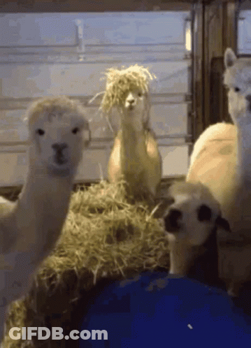 A Group Of Alpacas Are Standing Next To Each Other In A Stable . GIF