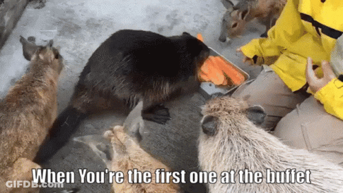 A Group Of Animals Are Eating Carrots With The Caption " When You Re The First One At The Buffet " GIF
