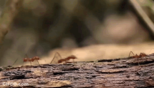 A Group Of Ants Are Crawling On A Piece Of Wood GIF