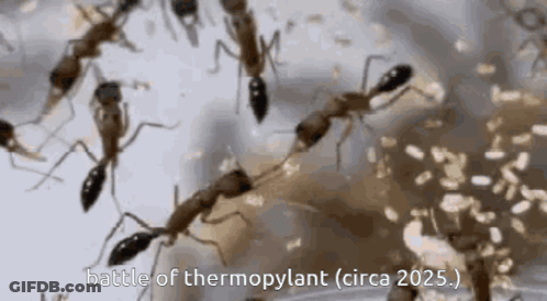A Group Of Ants Are Standing Next To Each Other On A White Surface . GIF