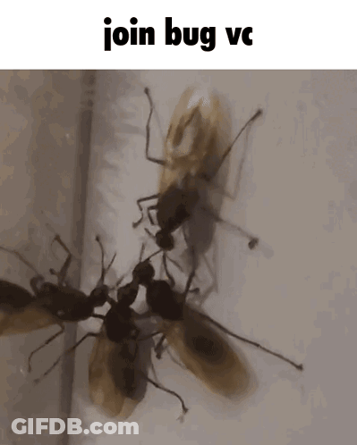 A Group Of Ants Standing Next To Each Other With The Words Join Bug Vc Written Above Them GIF