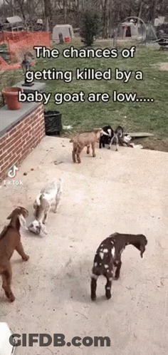 A Group Of Baby Goats Are Standing On A Sidewalk . GIF