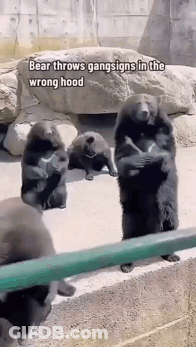 A Group Of Bears Are Standing Next To Each Other In A Cage . GIF