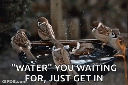 A Group Of Birds Are Sitting In A Bird Bath With The Words " Water " You Waiting For Just Get In GIF