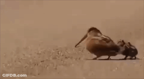 A Group Of Birds Are Standing Next To Each Other On A Sandy Beach . GIF