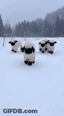 A Group Of Black And White Sheep Are Running Through The Snow . GIF
