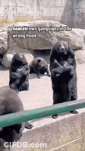 A Group Of Black Bears Are Standing Next To Each Other In A Zoo Enclosure . GIF