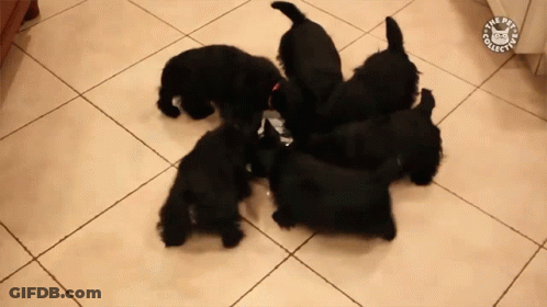 A Group Of Black Puppies Are Eating From A Bowl With The Pet Collection Logo On The Floor GIF