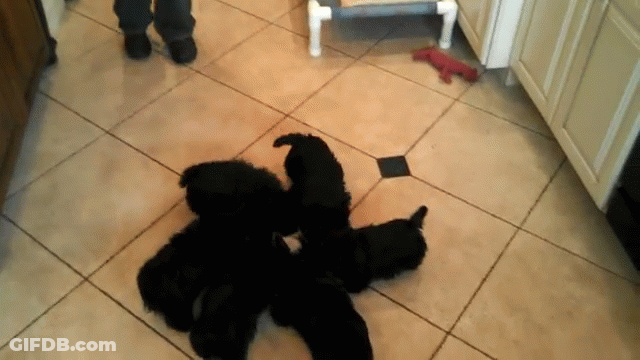 A Group Of Black Puppies Are Laying On A Tile Floor GIF