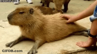 A Group Of Capybaras Are Laying On The Ground Being Petted By A Person . GIF