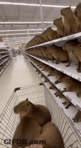 A Group Of Capybaras Are Sitting In A Shopping Cart In A Grocery Store . GIF