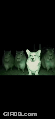 A Group Of Capybaras Are Standing Next To Each Other In A Dark Room . GIF
